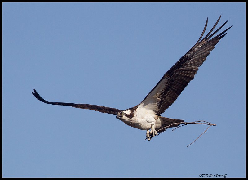 _4SB0334 osprey with nesting material.jpg